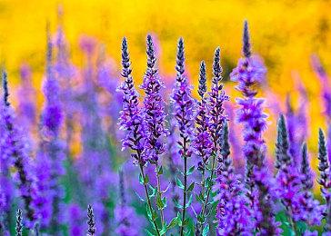 Steam策略游戏节预告 8月29日凌晨1点开幕